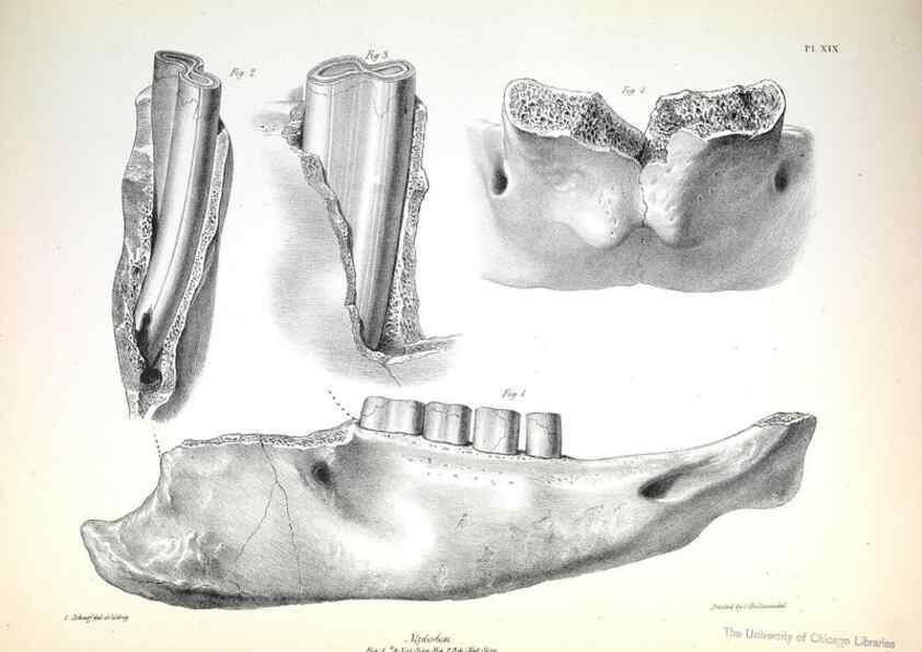 Reproducción/Reproduction 8386009149: The zoology of the voyage of H.M.S. Beagle .... London,Smith, Elder & Co.,1838-