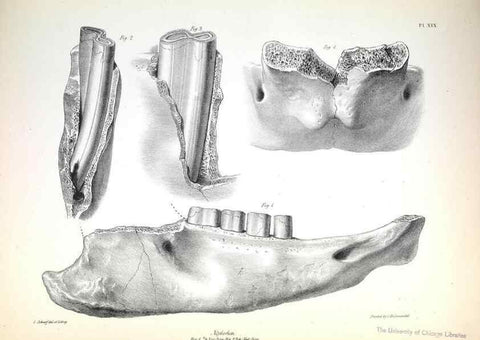 Reproducción/Reproduction 8386009149: The zoology of the voyage of H.M.S. Beagle .... London,Smith, Elder & Co.,1838-