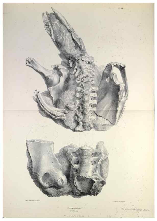 Reproducción/Reproduction 8387095402: The zoology of the voyage of H.M.S. Beagle .... London,Smith, Elder & Co.,1838-