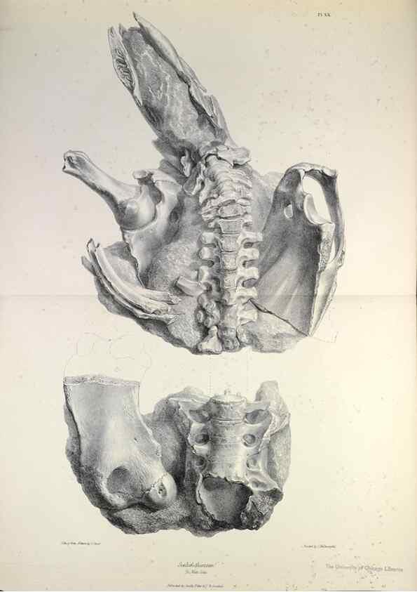 Reproducción/Reproduction 8387095402: The zoology of the voyage of H.M.S. Beagle .... London,Smith, Elder & Co.,1838-
