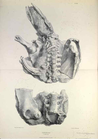 Reproducción/Reproduction 8387095402: The zoology of the voyage of H.M.S. Beagle .... London,Smith, Elder & Co.,1838-