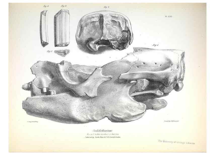 Reproducción/Reproduction 8386010401: The zoology of the voyage of H.M.S. Beagle .... London,Smith, Elder & Co.,1838-