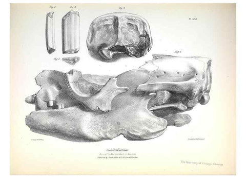 Reproducción/Reproduction 8386010401: The zoology of the voyage of H.M.S. Beagle .... London,Smith, Elder & Co.,1838-