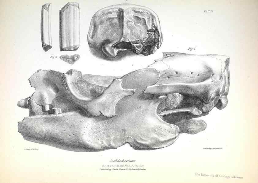Reproducción/Reproduction 8386010401: The zoology of the voyage of H.M.S. Beagle .... London,Smith, Elder & Co.,1838-