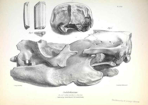 Reproducción/Reproduction 8386010401: The zoology of the voyage of H.M.S. Beagle .... London,Smith, Elder & Co.,1838-