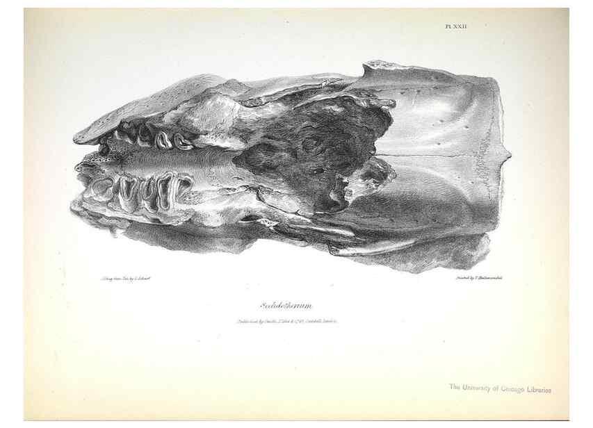 Reproducción/Reproduction 8387096402: The zoology of the voyage of H.M.S. Beagle .... London,Smith, Elder & Co.,1838-