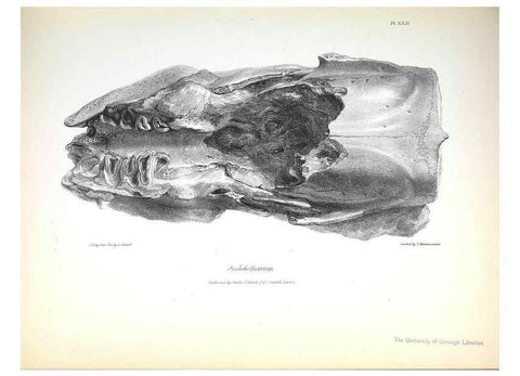 Reproducción/Reproduction 8387096402: The zoology of the voyage of H.M.S. Beagle .... London,Smith, Elder & Co.,1838-