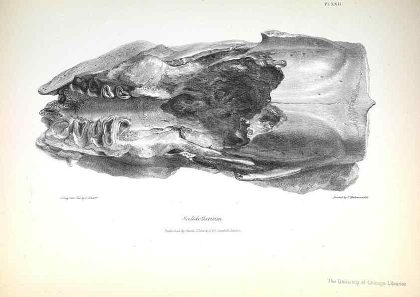 Reproducción/Reproduction 8387096402: The zoology of the voyage of H.M.S. Beagle .... London,Smith, Elder & Co.,1838-