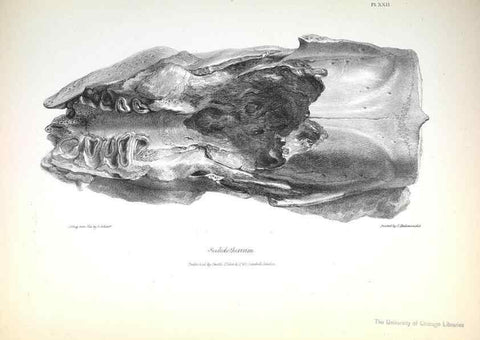 Reproducción/Reproduction 8387096402: The zoology of the voyage of H.M.S. Beagle .... London,Smith, Elder & Co.,1838-