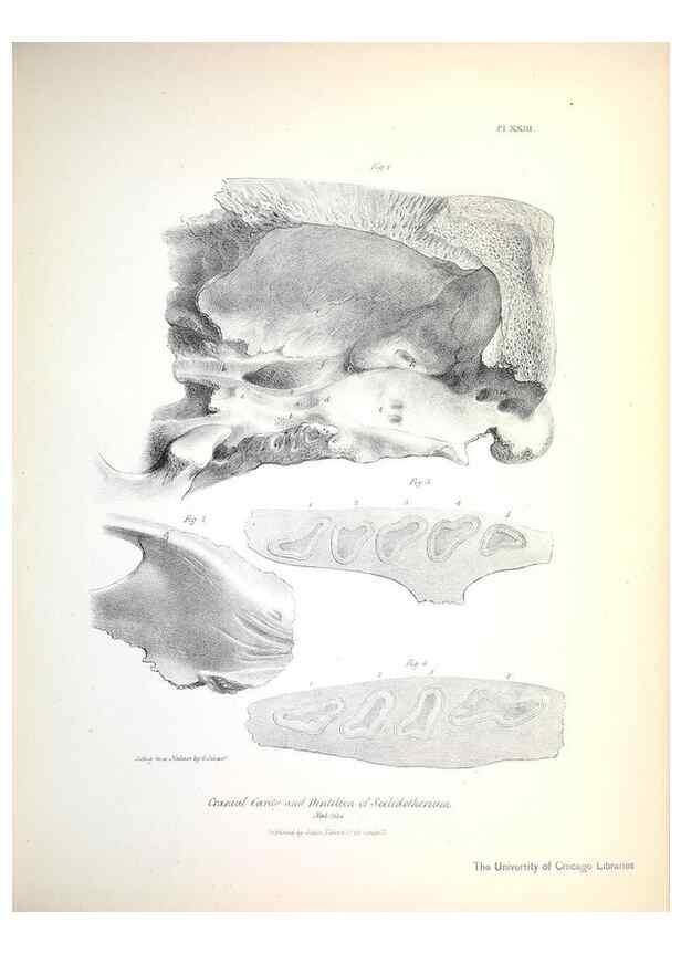 Reproducción/Reproduction 8387096866: The zoology of the voyage of H.M.S. Beagle .... London,Smith, Elder & Co.,1838-