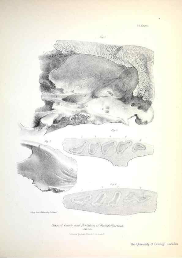 Reproducción/Reproduction 8387096866: The zoology of the voyage of H.M.S. Beagle .... London,Smith, Elder & Co.,1838-