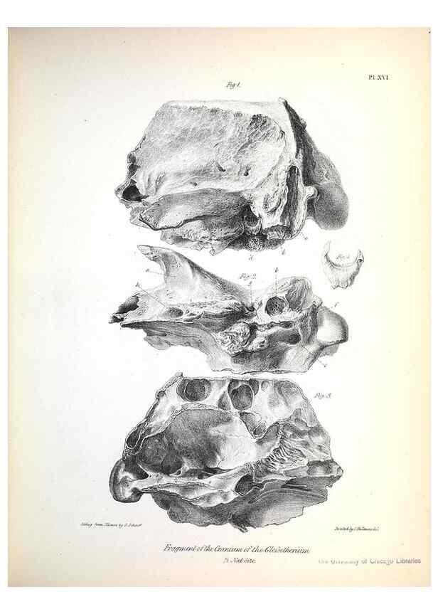 Reproducción/Reproduction 8387093314: The zoology of the voyage of H.M.S. Beagle .... London,Smith, Elder & Co.,1838-