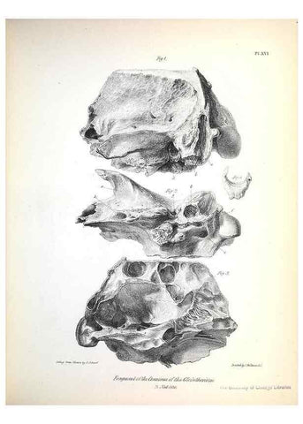Reproducción/Reproduction 8387093314: The zoology of the voyage of H.M.S. Beagle .... London,Smith, Elder & Co.,1838-
