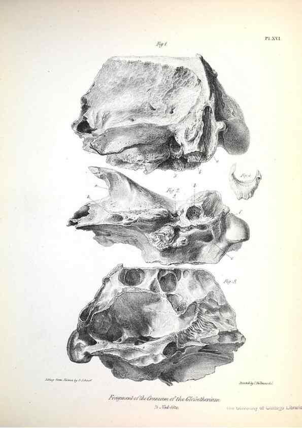 Reproducción/Reproduction 8387093314: The zoology of the voyage of H.M.S. Beagle .... London,Smith, Elder & Co.,1838-