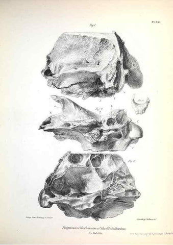 Reproducción/Reproduction 8387093314: The zoology of the voyage of H.M.S. Beagle .... London,Smith, Elder & Co.,1838-