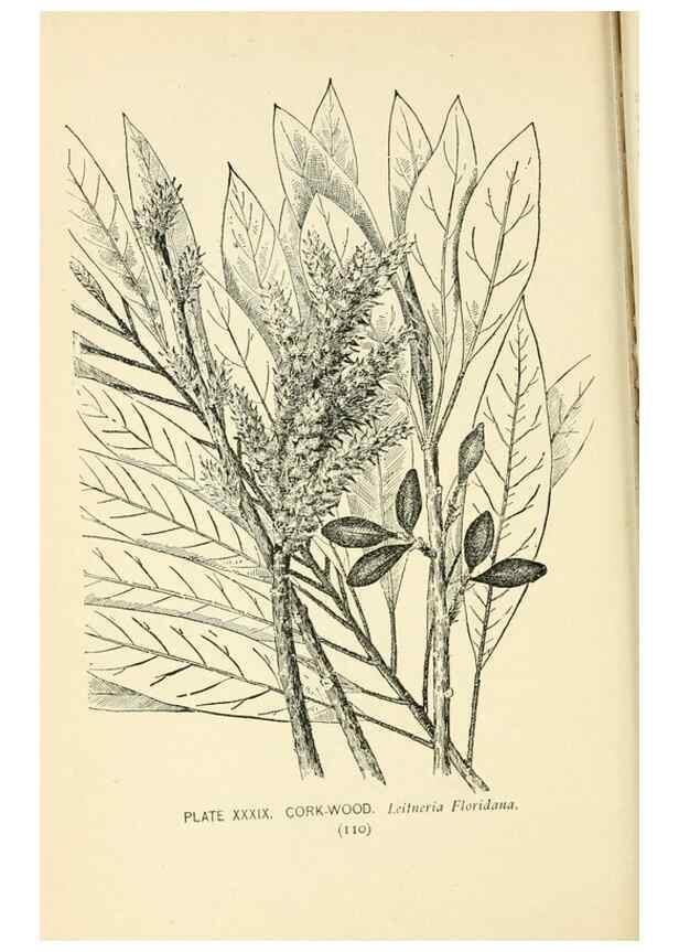 Reproducción/Reproduction 8427237970: Southern wild flowers and trees,. New York,Stokes[1901]