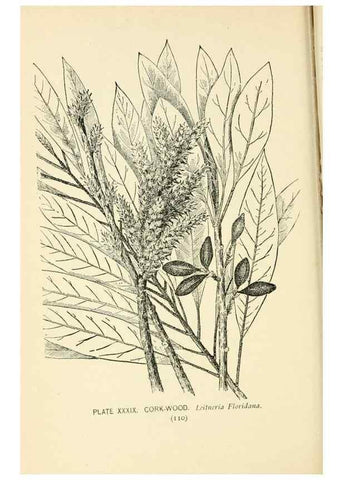 Reproducción/Reproduction 8427237970: Southern wild flowers and trees,. New York,Stokes[1901]