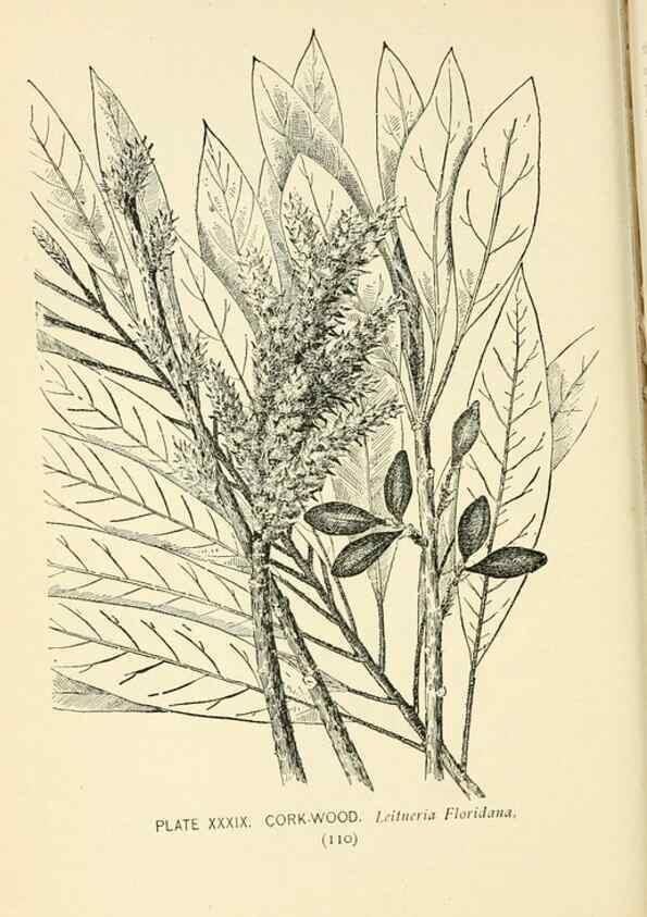Reproducción/Reproduction 8427237970: Southern wild flowers and trees,. New York,Stokes[1901]
