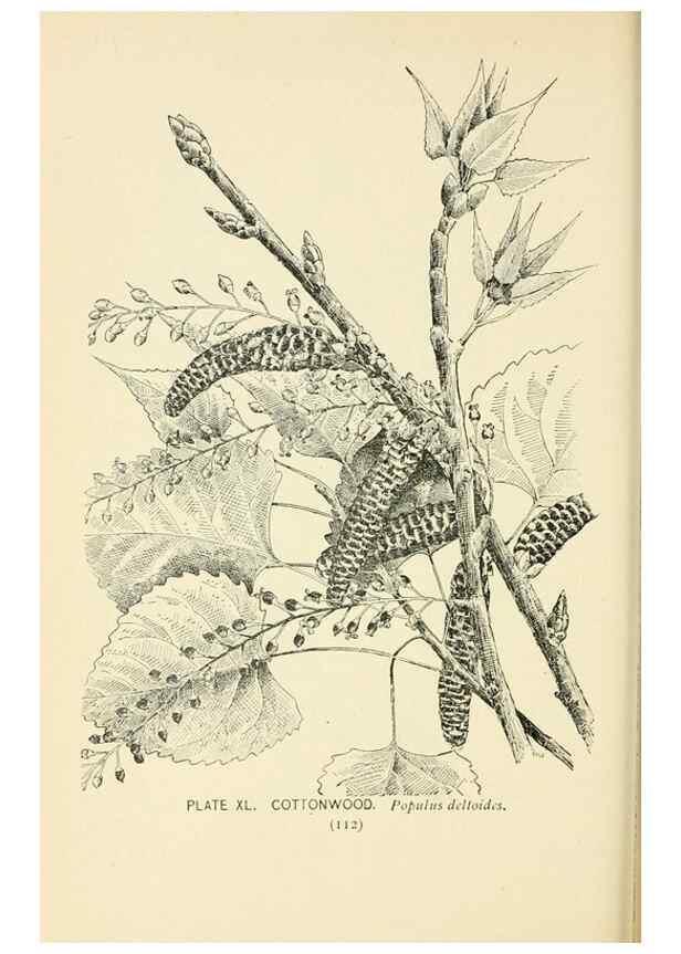 Reproducción/Reproduction 8426147757: Southern wild flowers and trees,. New York,Stokes[1901]