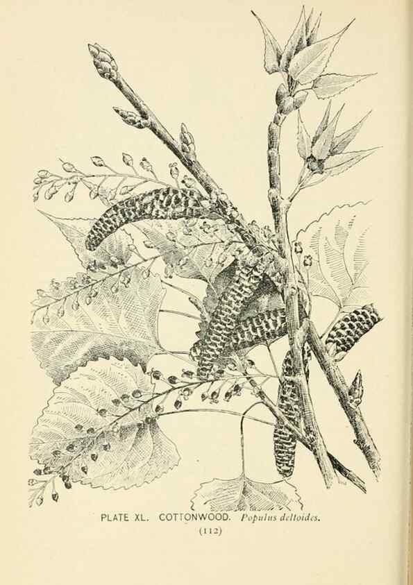 Reproducción/Reproduction 8426147757: Southern wild flowers and trees,. New York,Stokes[1901]