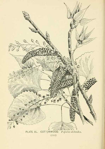 Reproducción/Reproduction 8426147757: Southern wild flowers and trees,. New York,Stokes[1901]