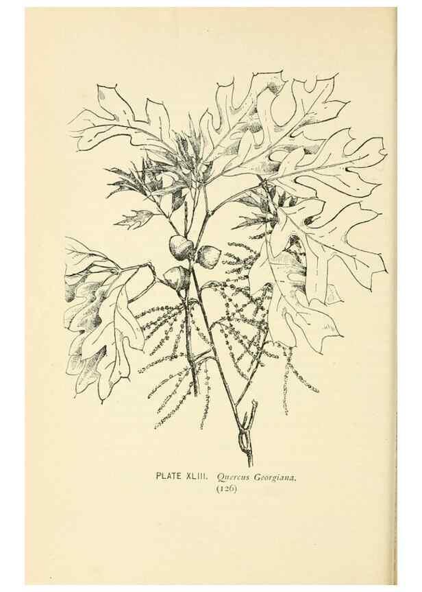 Reproducción/Reproduction 8426149639: Southern wild flowers and trees,. New York,Stokes[1901]