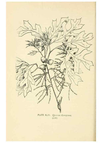 Reproducción/Reproduction 8426149639: Southern wild flowers and trees,. New York,Stokes[1901]