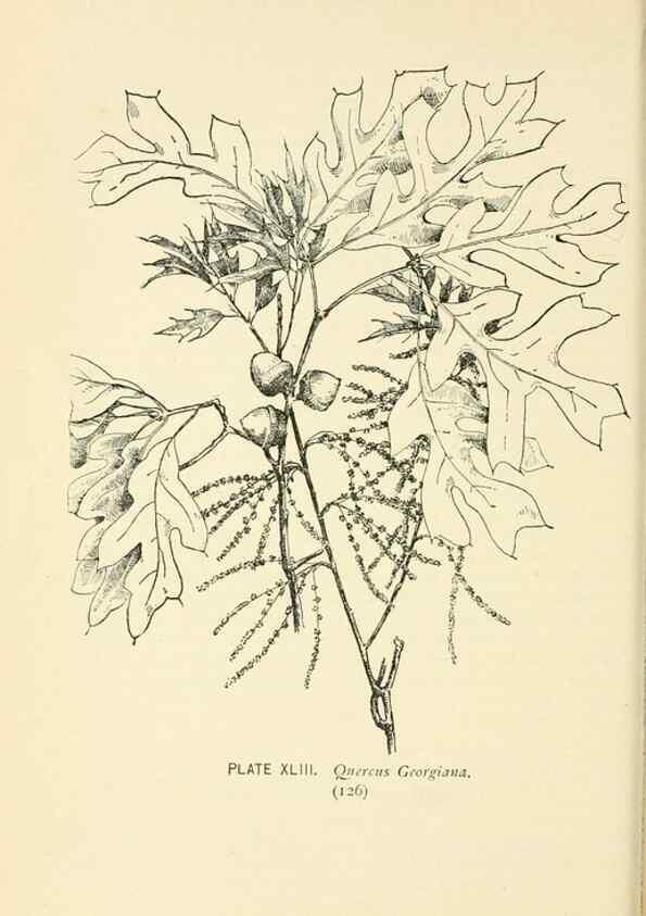 Reproducción/Reproduction 8426149639: Southern wild flowers and trees,. New York,Stokes[1901]