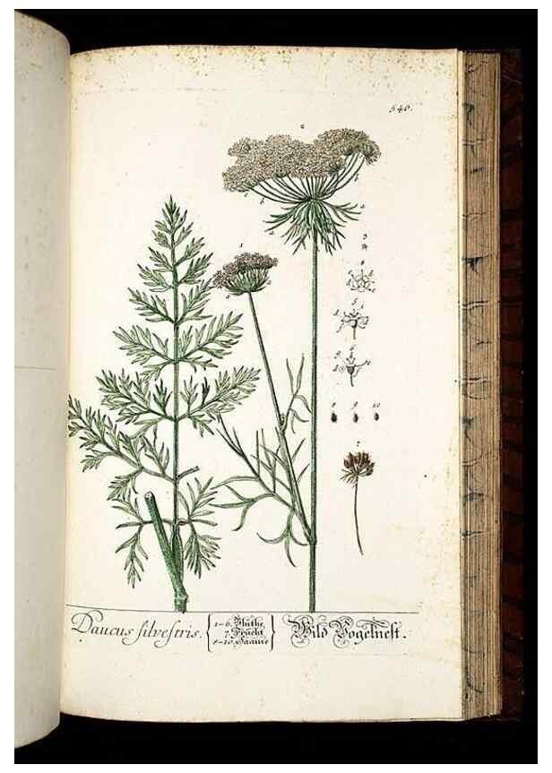 Reproducción/Reproduction 8428983603: Herbarium Blackwellianum emendatum et auctum, id est, Elisabethae Blackwell collectio stirpium. Norimbergae : Typis Io. Iosephi Fleischmanni, 1750-1773.