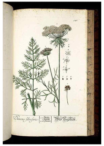 Reproducción/Reproduction 8428983603: Herbarium Blackwellianum emendatum et auctum, id est, Elisabethae Blackwell collectio stirpium. Norimbergae : Typis Io. Iosephi Fleischmanni, 1750-1773.