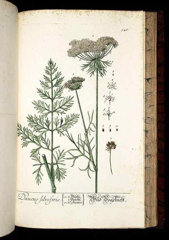Reproducción/Reproduction 8428983603: Herbarium Blackwellianum emendatum et auctum, id est, Elisabethae Blackwell collectio stirpium. Norimbergae : Typis Io. Iosephi Fleischmanni, 1750-1773.