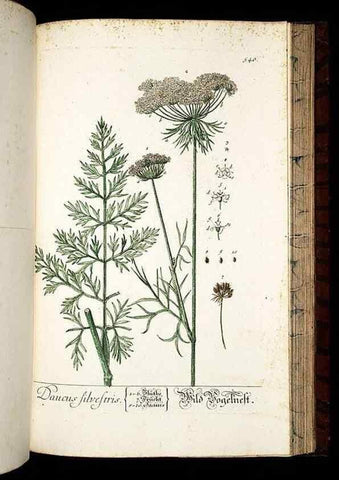 Reproducción/Reproduction 8428983603: Herbarium Blackwellianum emendatum et auctum, id est, Elisabethae Blackwell collectio stirpium. Norimbergae : Typis Io. Iosephi Fleischmanni, 1750-1773.