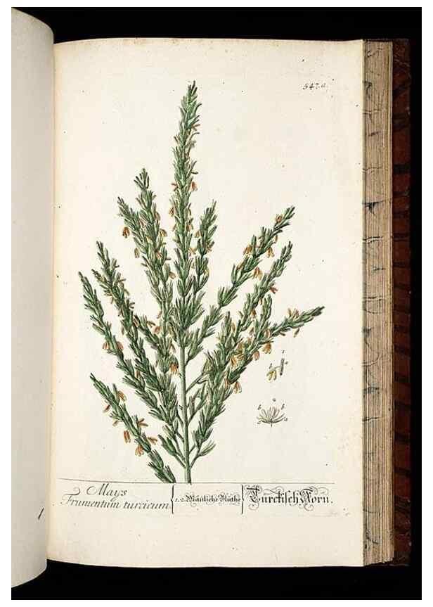 Reproducción/Reproduction 8428983905: Herbarium Blackwellianum emendatum et auctum, id est, Elisabethae Blackwell collectio stirpium. Norimbergae : Typis Io. Iosephi Fleischmanni, 1750-1773.