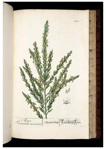 Reproducción/Reproduction 8428983905: Herbarium Blackwellianum emendatum et auctum, id est, Elisabethae Blackwell collectio stirpium. Norimbergae : Typis Io. Iosephi Fleischmanni, 1750-1773.