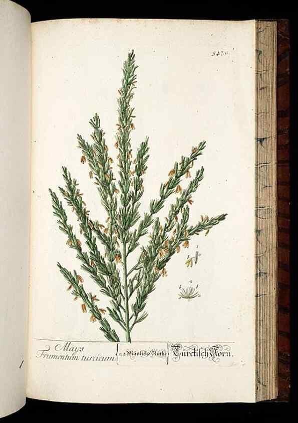 Reproducción/Reproduction 8428983905: Herbarium Blackwellianum emendatum et auctum, id est, Elisabethae Blackwell collectio stirpium. Norimbergae : Typis Io. Iosephi Fleischmanni, 1750-1773.
