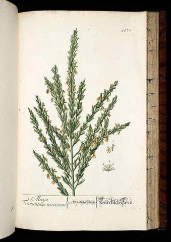 Reproducción/Reproduction 8428983905: Herbarium Blackwellianum emendatum et auctum, id est, Elisabethae Blackwell collectio stirpium. Norimbergae : Typis Io. Iosephi Fleischmanni, 1750-1773.