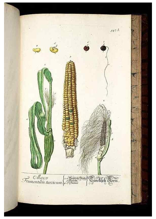 Reproducción/Reproduction 8428984171: Herbarium Blackwellianum emendatum et auctum, id est, Elisabethae Blackwell collectio stirpium. Norimbergae : Typis Io. Iosephi Fleischmanni, 1750-1773.