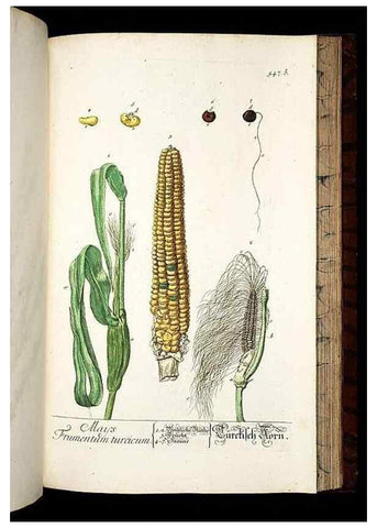Reproducción/Reproduction 8428984171: Herbarium Blackwellianum emendatum et auctum, id est, Elisabethae Blackwell collectio stirpium. Norimbergae : Typis Io. Iosephi Fleischmanni, 1750-1773.