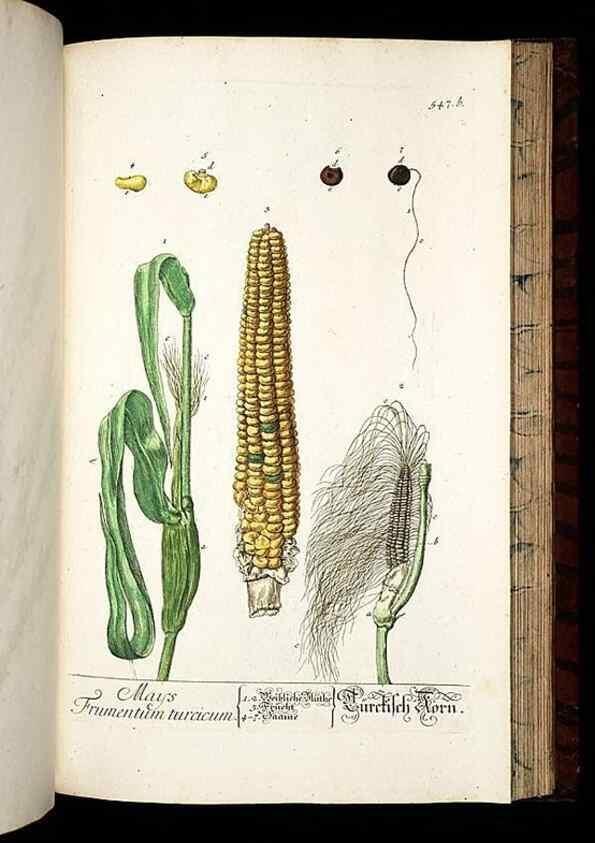 Reproducción/Reproduction 8428984171: Herbarium Blackwellianum emendatum et auctum, id est, Elisabethae Blackwell collectio stirpium. Norimbergae : Typis Io. Iosephi Fleischmanni, 1750-1773.