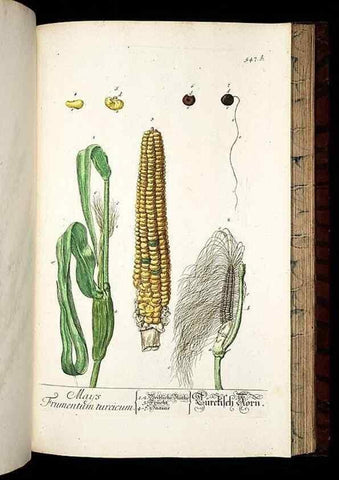 Reproducción/Reproduction 8428984171: Herbarium Blackwellianum emendatum et auctum, id est, Elisabethae Blackwell collectio stirpium. Norimbergae : Typis Io. Iosephi Fleischmanni, 1750-1773.