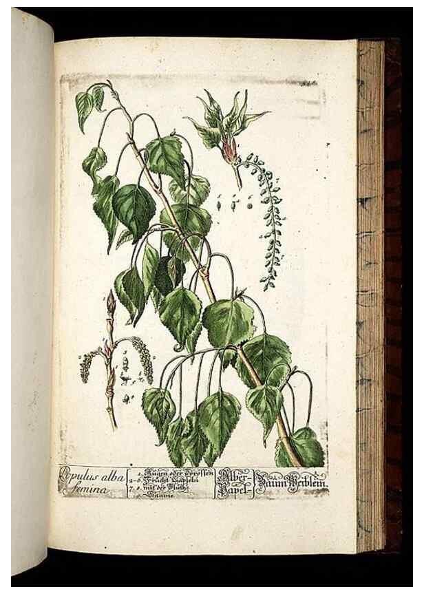Reproducción/Reproduction 8430072438: Herbarium Blackwellianum emendatum et auctum, id est, Elisabethae Blackwell collectio stirpium. Norimbergae : Typis Io. Iosephi Fleischmanni, 1750-1773.
