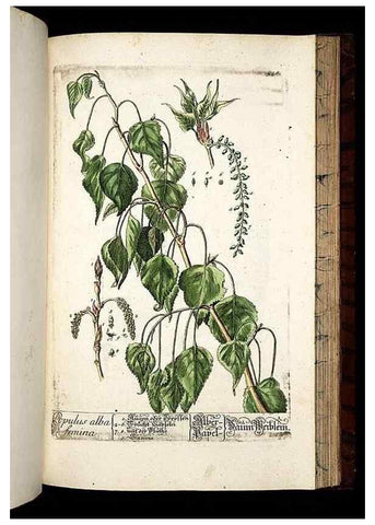 Reproducción/Reproduction 8430072438: Herbarium Blackwellianum emendatum et auctum, id est, Elisabethae Blackwell collectio stirpium. Norimbergae : Typis Io. Iosephi Fleischmanni, 1750-1773.