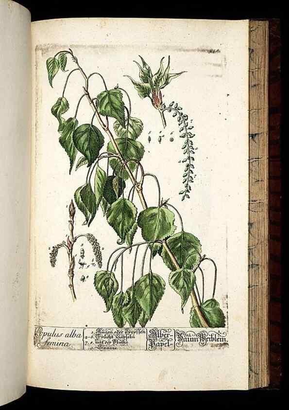 Reproducción/Reproduction 8430072438: Herbarium Blackwellianum emendatum et auctum, id est, Elisabethae Blackwell collectio stirpium. Norimbergae : Typis Io. Iosephi Fleischmanni, 1750-1773.