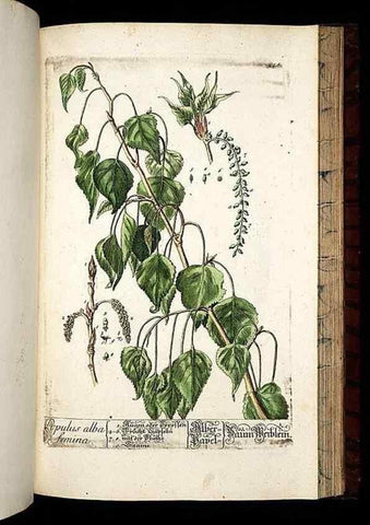 Reproducción/Reproduction 8430072438: Herbarium Blackwellianum emendatum et auctum, id est, Elisabethae Blackwell collectio stirpium. Norimbergae : Typis Io. Iosephi Fleischmanni, 1750-1773.