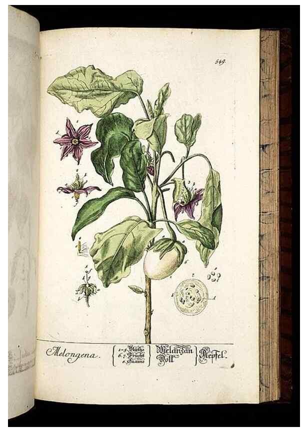 Reproducción/Reproduction 8430072582: Herbarium Blackwellianum emendatum et auctum, id est, Elisabethae Blackwell collectio stirpium. Norimbergae : Typis Io. Iosephi Fleischmanni, 1750-1773.
