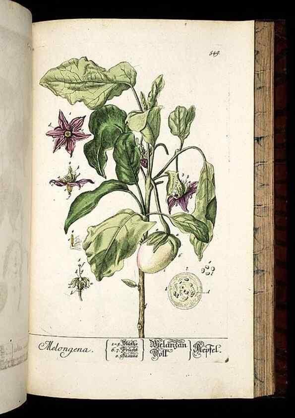 Reproducción/Reproduction 8430072582: Herbarium Blackwellianum emendatum et auctum, id est, Elisabethae Blackwell collectio stirpium. Norimbergae : Typis Io. Iosephi Fleischmanni, 1750-1773.