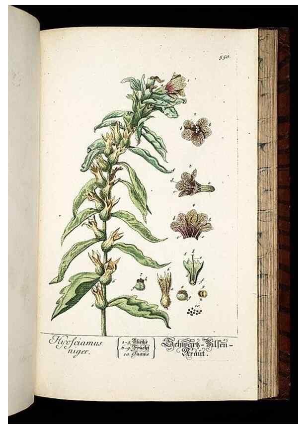 Reproducción/Reproduction 8428984599: Herbarium Blackwellianum emendatum et auctum, id est, Elisabethae Blackwell collectio stirpium. Norimbergae : Typis Io. Iosephi Fleischmanni, 1750-1773.