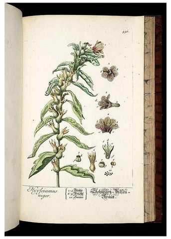 Reproducción/Reproduction 8428984599: Herbarium Blackwellianum emendatum et auctum, id est, Elisabethae Blackwell collectio stirpium. Norimbergae : Typis Io. Iosephi Fleischmanni, 1750-1773.