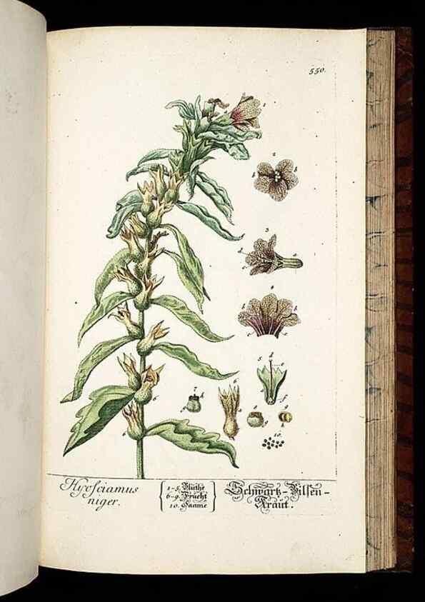 Reproducción/Reproduction 8428984599: Herbarium Blackwellianum emendatum et auctum, id est, Elisabethae Blackwell collectio stirpium. Norimbergae : Typis Io. Iosephi Fleischmanni, 1750-1773.