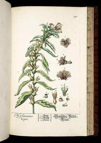 Reproducción/Reproduction 8428984599: Herbarium Blackwellianum emendatum et auctum, id est, Elisabethae Blackwell collectio stirpium. Norimbergae : Typis Io. Iosephi Fleischmanni, 1750-1773.
